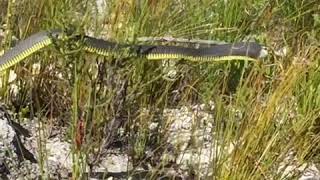 Boomslang Encounter  Venomous Snakes of South Africa [upl. by Weatherby304]