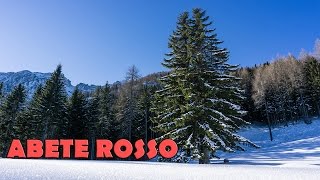 L ABETE ROSSO  specie vegetali utili per la sopravivenza ep2 🌳🌿🌱 [upl. by Ical]