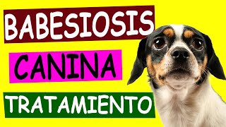 BABESIOSIS CANINA Causas y Tratamiento [upl. by Oiredised]