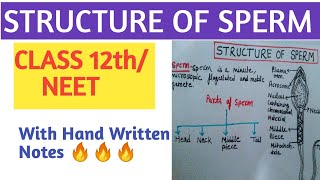 Sperm structure and function  Sperm structure class12th  neet  Human Reproduction [upl. by Pontius588]