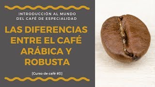 Café arábica vs café robusta  las diferencias Lección 37 [upl. by Spiros]