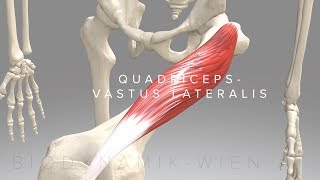 Quadriceps Vastus Lateralis 3D Animation [upl. by Stoller]