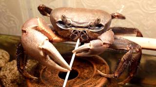 Crab vs Toothpick [upl. by Irma]