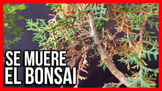 MI BONSAI SE ESTA SECANDO que le esta pasando PROBLEMAS DE CULTIVO ramas de sacrificio UN PROBLEMA [upl. by Ateekahs]