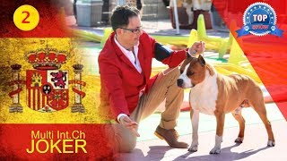 EXPO CANINA MURCIA ESPAÑA [upl. by Atsejam]