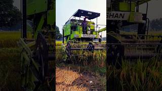 Harvesting Paddy Crop trending viralvideo ytshorts reels [upl. by Trautman]