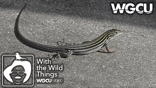 SixLined Racerunner Lizard  With The Wild Things feat Dr Jerry Jackson [upl. by Undry675]