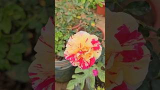 Beautiful Rose varietiesఅందమైన గులాబీలుroses mygarden gardening shortvideo viral [upl. by Nyrmac]