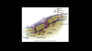 Cell Membranes Selective Permeabilty Basics [upl. by Jedidiah987]