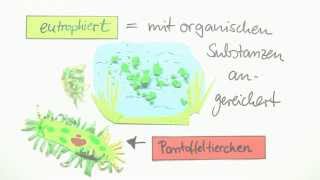 Einzeller Das Pantoffeltierchen Paramecium  Biologie  Cytologie [upl. by Drareg]