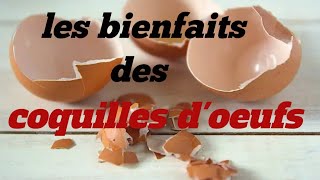 les bienfaits des coquilles doeufs [upl. by Adnoral]