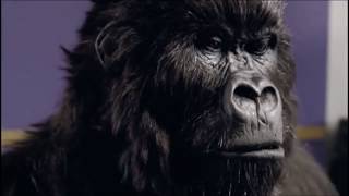 Cadburys Gorilla Playing Drums  Advert Commercial [upl. by Herates]