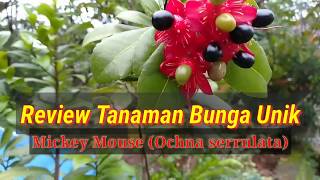 Review Tanaman UnikMICKEY MOUSE Ochna serrulata [upl. by Leyes]