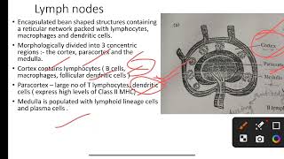 secondary lymphoid organs lymph nodes spleen MALTGALTCALTcsirnet lifescience bsc zoology [upl. by Newbold]