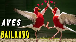 El AMOR en las AVES Los Cortejos Mas ASOMBROSOS [upl. by Asylem]