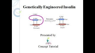 Genetically Engineered Insulin  Biotechnology and its Applications Part 3  Class 12 [upl. by Korenblat]