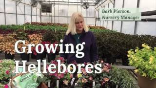 Growing Hellebores [upl. by Gerdy476]