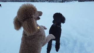 How much exercise do Standard Poodles need daily Can you walk them in the snow [upl. by Buskus]