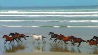 Chevaux Au Grand Galop Sur La Plage ♥ [upl. by Kovacs263]