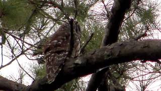 BEST Craziest Laughing Owl Sounds [upl. by Keyes]