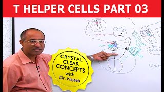 T Helper Cells  Immunology  Part 310 [upl. by Einon]