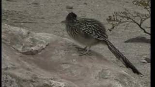 Roadrunner Geococcyx Californianus [upl. by Adnwahs]