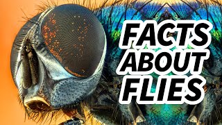 Fly Facts BUZZING with TWO WINGS  Animal Fact Files [upl. by Ardnauq]