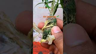 Plant germinate from Air Layering with✅️ Result 30 days roots shorts [upl. by Enomed247]