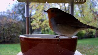 Dans mon jardin un jour de novembre [upl. by Ayhdiv]