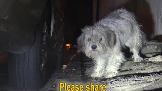 Abandoned dog gets nervous when the police shows up at the scene [upl. by Garate]