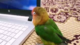 Talking fischer lovebirds Smart parrot [upl. by Amati]