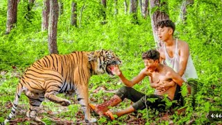 Tiger Attack Man In Forest  Royal Bangle Tiger Action Part 19 Survival Forestviral [upl. by Sig]