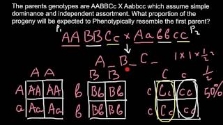 How to find genotype and phenotype as result of a crossing [upl. by Ahsaei]