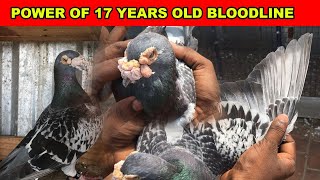 STRONG OLD BLOODLINE RACING PIGEON  17 YEARS OLD BLOODLINE [upl. by Leesen]