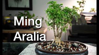 Ming Aralia Daves Bonsai E272 [upl. by Aehtrod589]