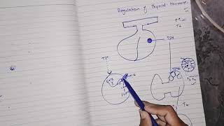 Regulation of Thyroid Gland guyton77 endocrinephysiology [upl. by Ciprian]