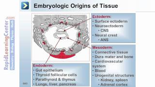 Rapid Learning Embryology  Embryogenesis [upl. by Lash789]