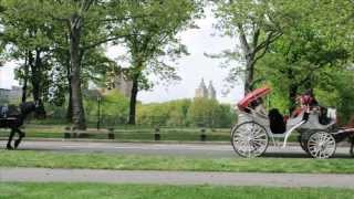 Horse and Carriage Tours Central Park NYC [upl. by Naenaj]