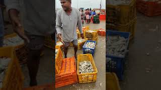 Palaverkadu Whole Sale Fish Market [upl. by Hurleigh513]