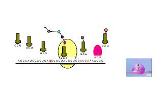 Proteins Amino Acids and Peptides  Lecture 4a [upl. by Mulford455]