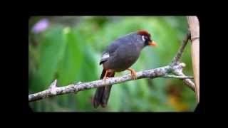 Spectacled Laughingthrush [upl. by Ellswerth881]