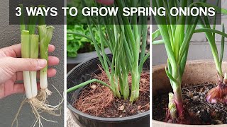 THREE WAYS TO GROW SPRING ONIONS  how to grow spring onions at home [upl. by Asela905]