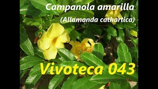 Vivoteca 43 Campanola amarillaAllamanda cathartica [upl. by Lotsyrk797]