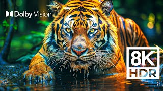 WILD WORLD DOLBY VISION™  EXTREME COLORS 8K HDR [upl. by Kernan27]