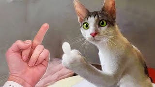 Try Not To Laugh 😁 New Funny Cats and Dogs Videos 😹🐶 Part 12 [upl. by Lock]