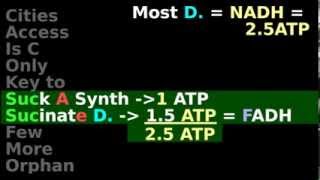 Citric Acid Cycle NADH FADH ATP enzyme steps 45 [upl. by Ettedanreb]