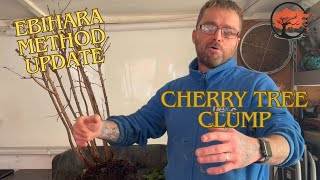 Update of the Ebihara Method Cherry Tree Clump Bonsai Unveiled [upl. by Cyrillus]