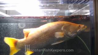 Feeding Hikari Jumbo Carnisticks in 600 Gallon Tank  MonsterFishKeeperscom  HD Quality [upl. by Jonathon292]