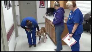 010613 DOG SHOT  TIED IN TRASH BAG TIED TO FENCE LEFT FOR DEAD [upl. by Barren277]