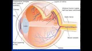 vision Biopsychology [upl. by Brenn441]